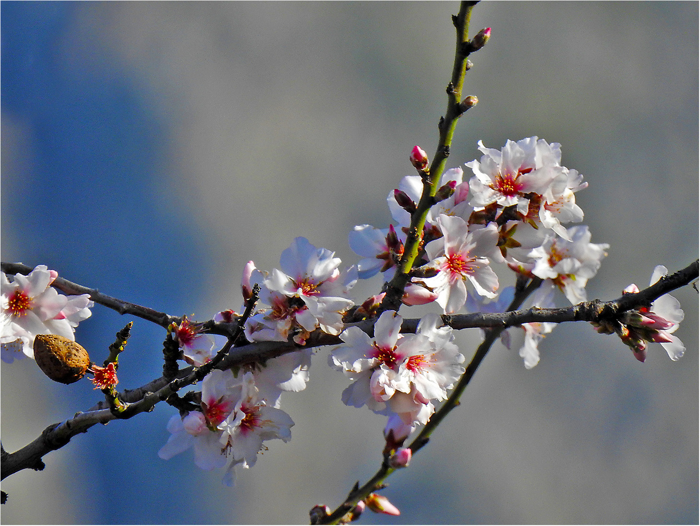 Mandelbaumblüte