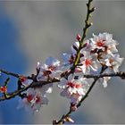 Mandelbaumblüte