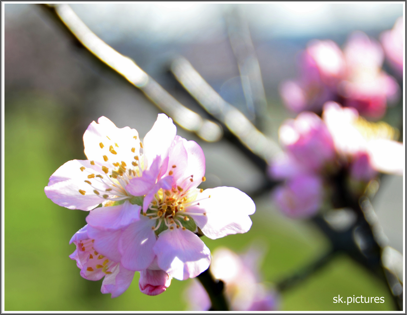 Mandelbaumblüte im Februar 2016