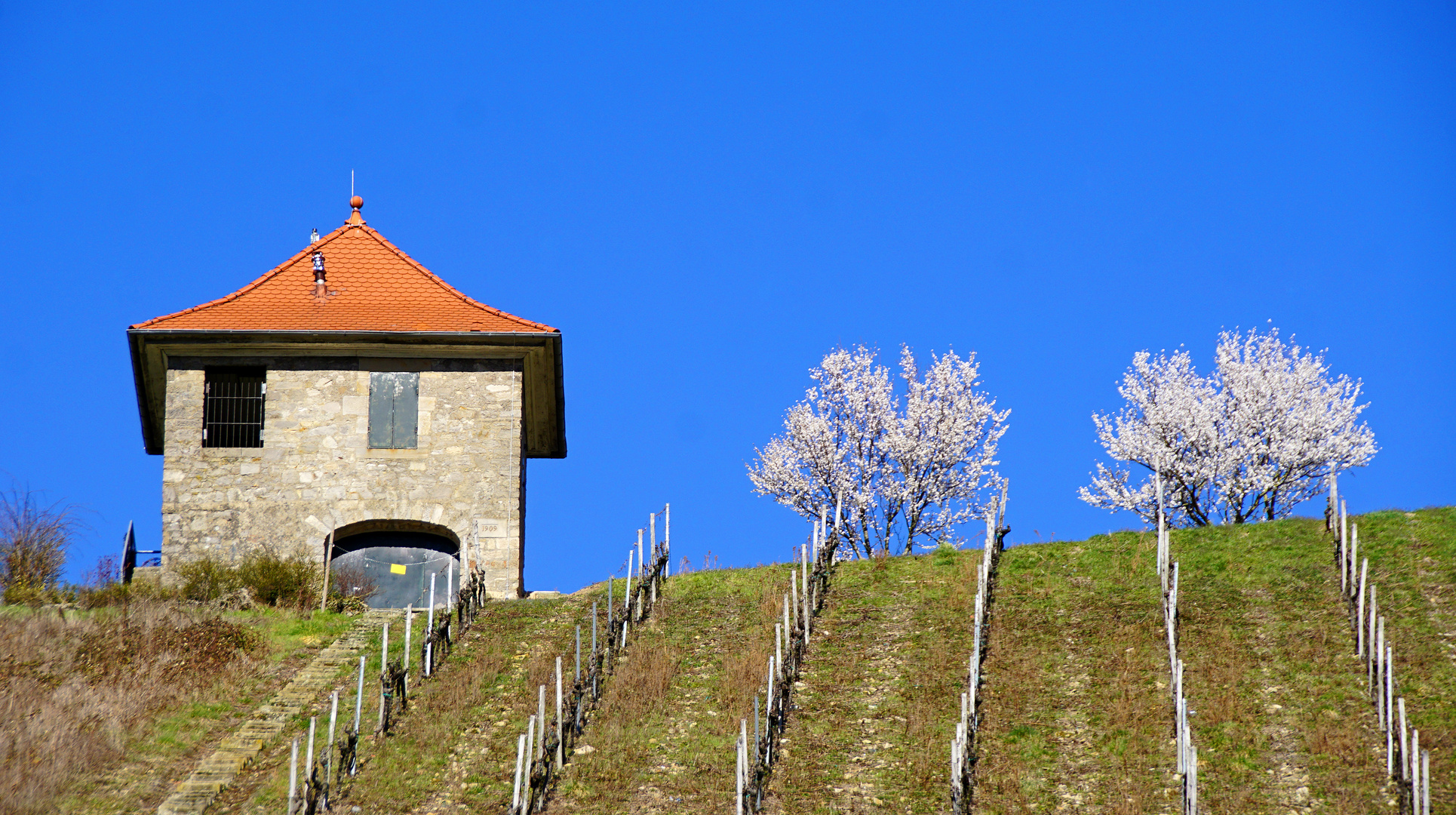 Mandelbaumblüte in den Heppenheimer Weinbergen