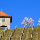 Mandelbaumblüte in den Heppenheimer Weinbergen