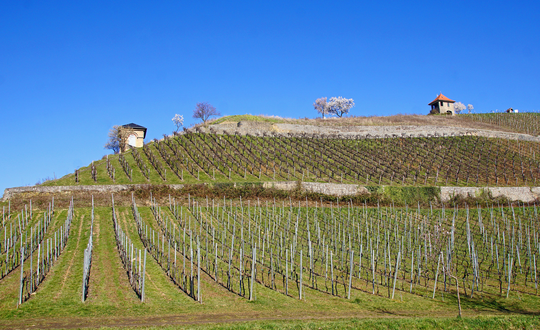 Mandelbaumblüte in den Heppenheimer Weinbergen