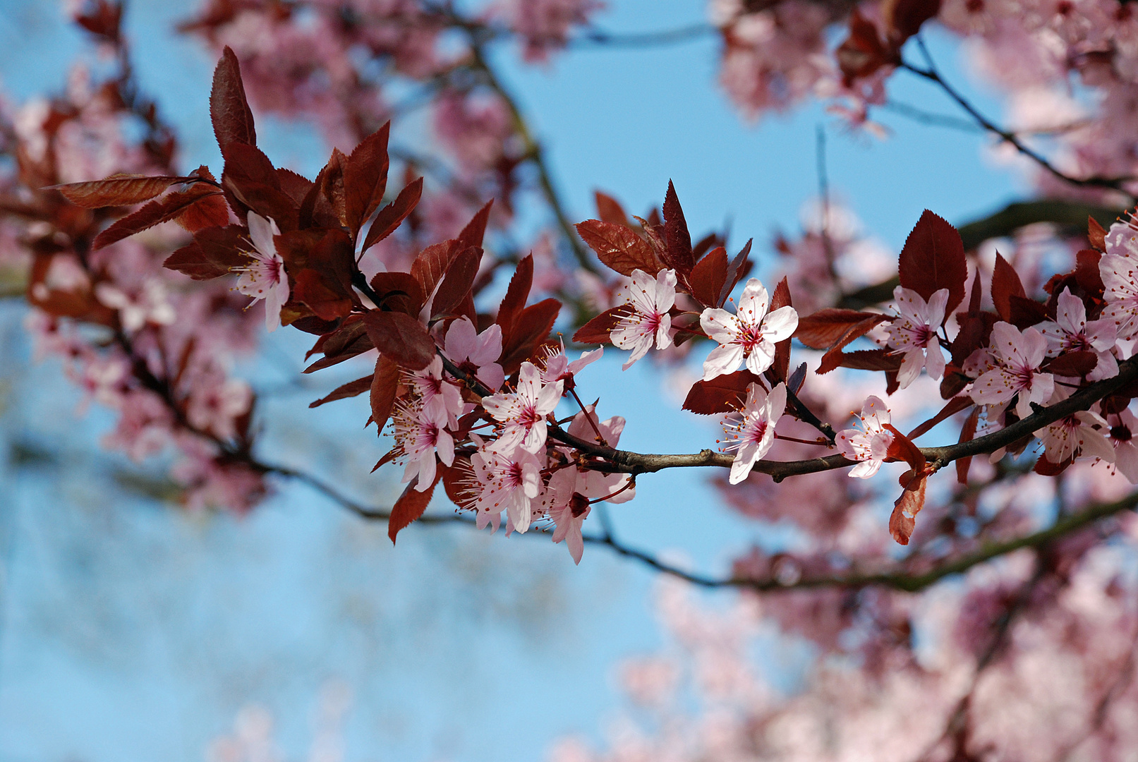 Mandelbaumblüten.