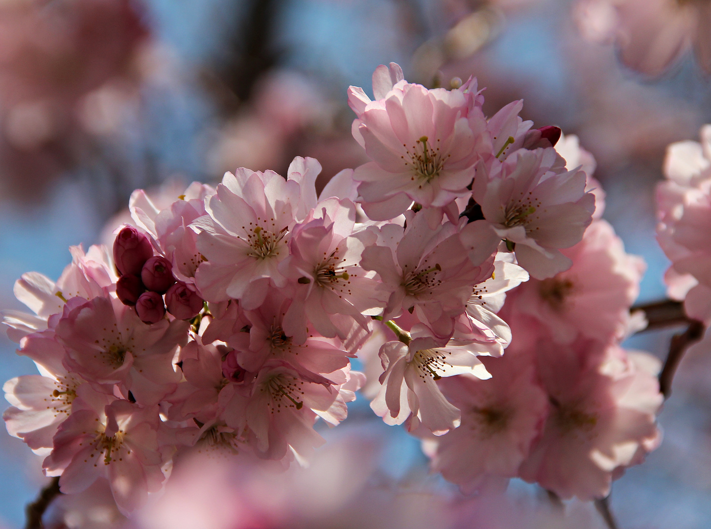 Mandelbaumblüten