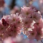 Mandelbaumblüten