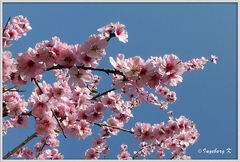 Mandelbaumblüten