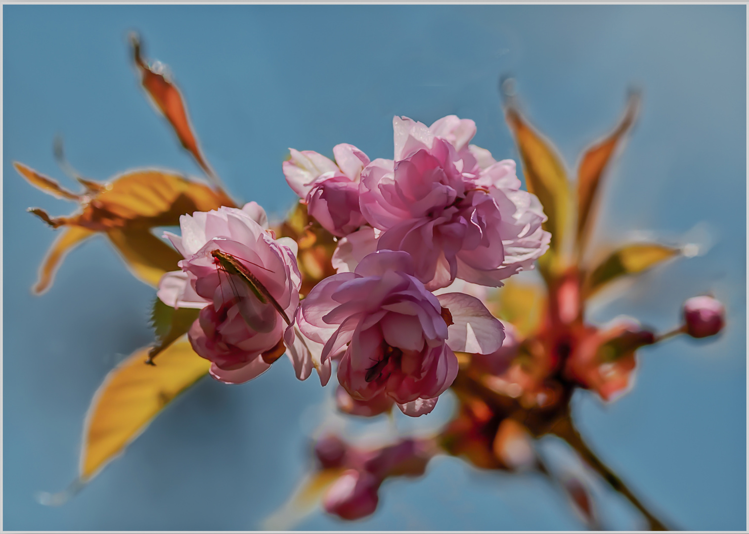 Mandelbaumblüten...