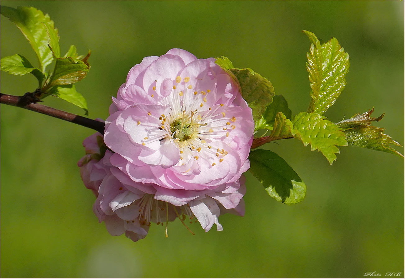 Mandelbaumblüten