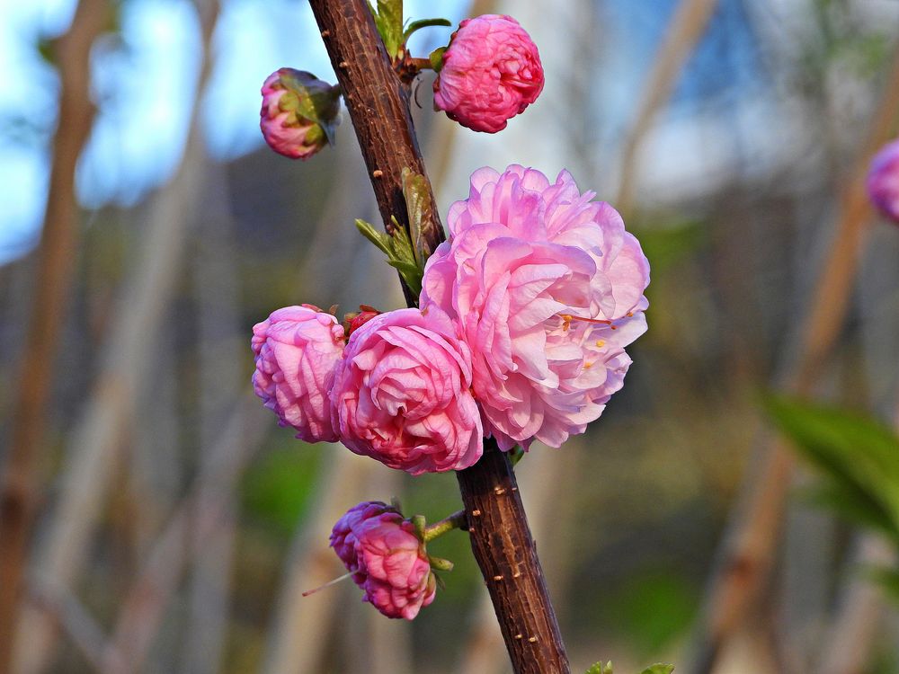 Mandelbaumblüten