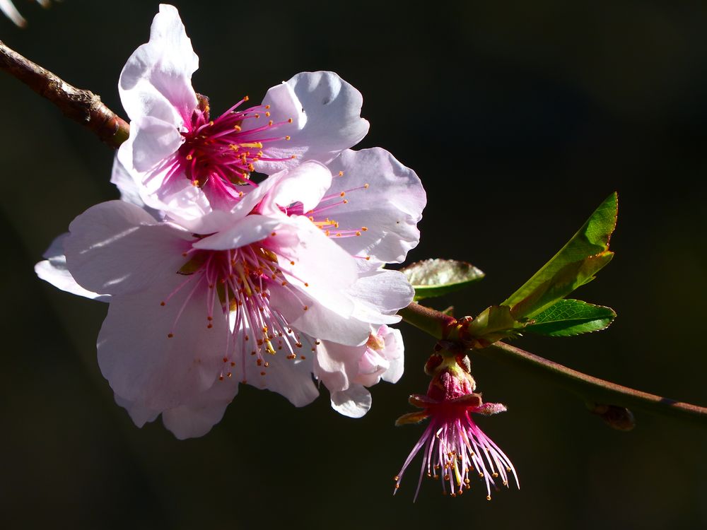 - Mandelbaumdetail - Foto & Bild | pflanzen, pilze & flechten, bäume