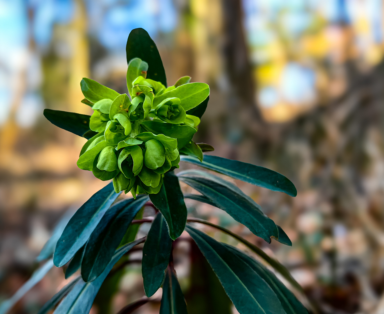 Mandelblättrige Wolfsmilch  Euphorbia amygdaloides