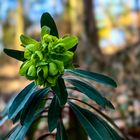 Mandelblättrige Wolfsmilch  Euphorbia amygdaloides