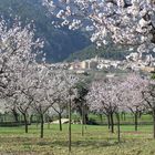 Mandelblühte auf Mallorca