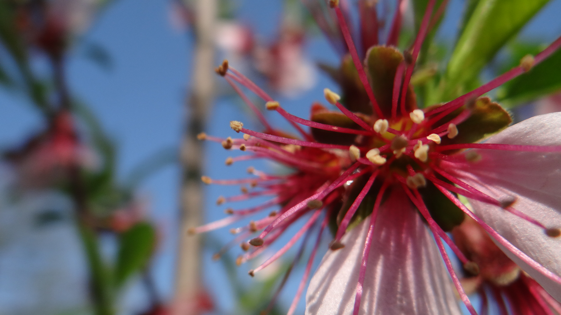 Mandelblüte