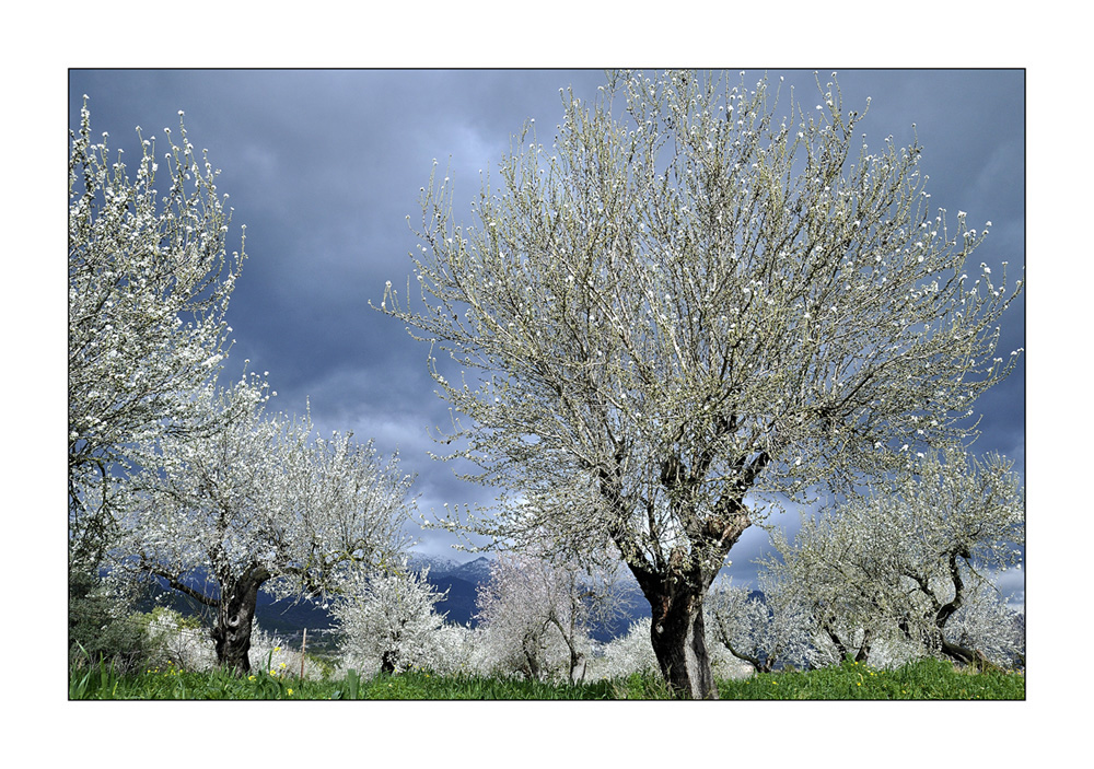 Mandelblüte