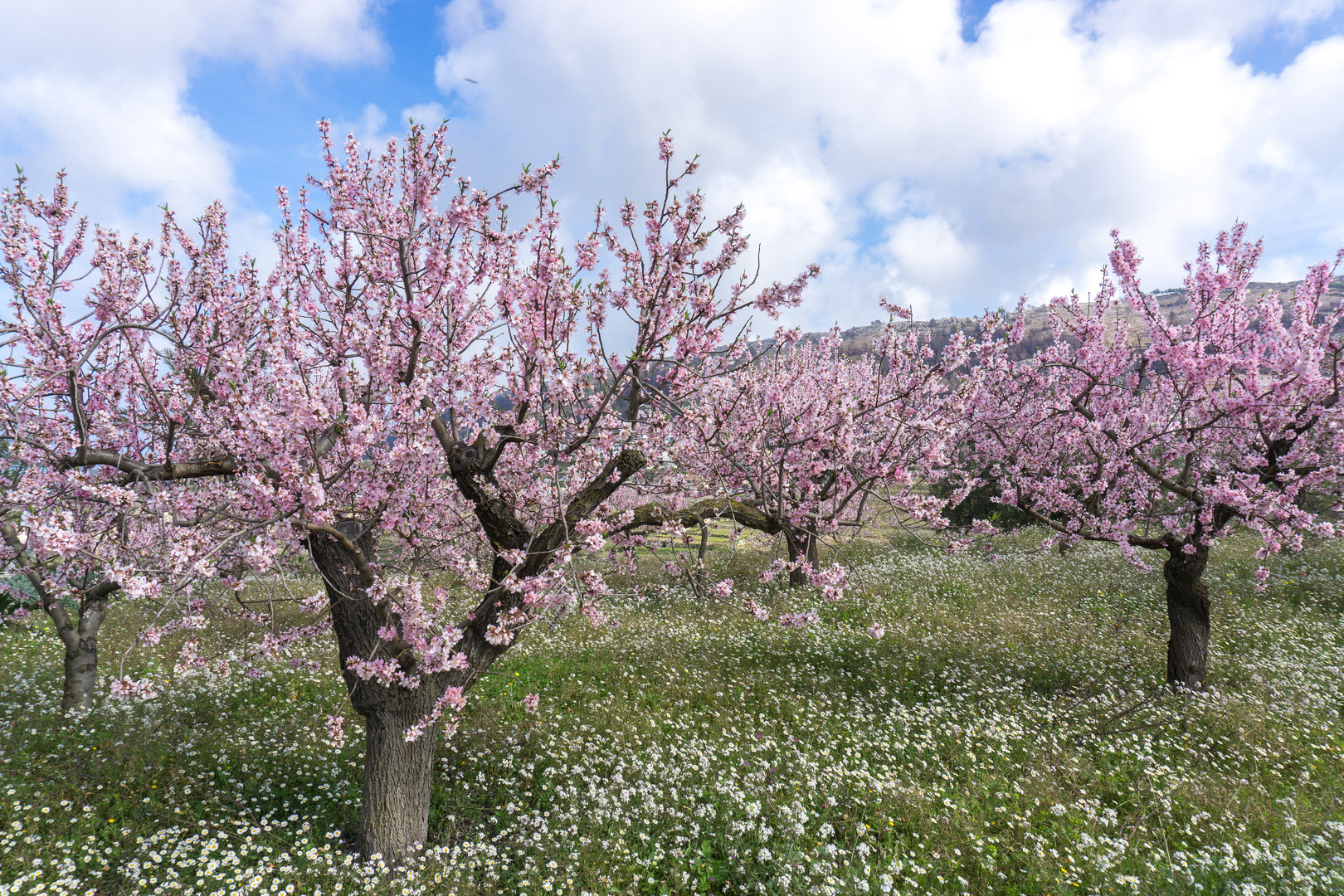 Mandelblüte 03