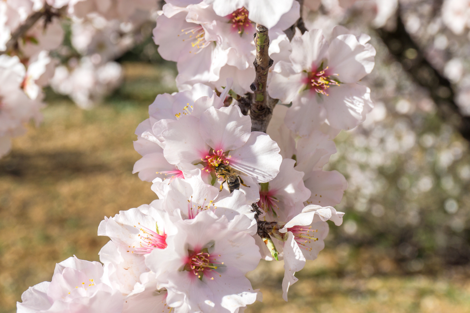 Mandelblüte 05