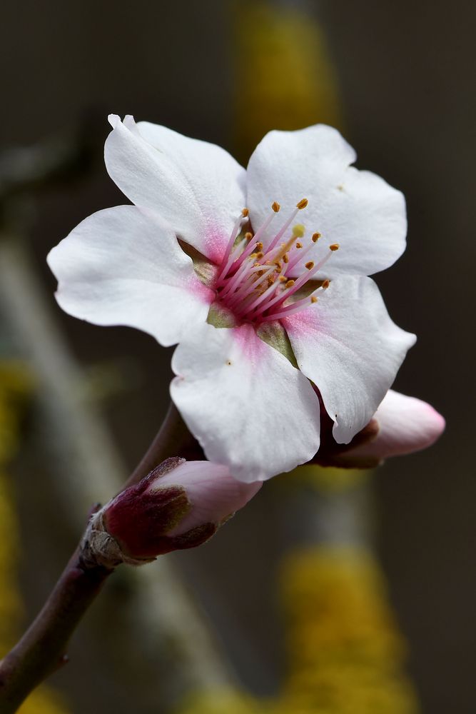 Mandelblüte