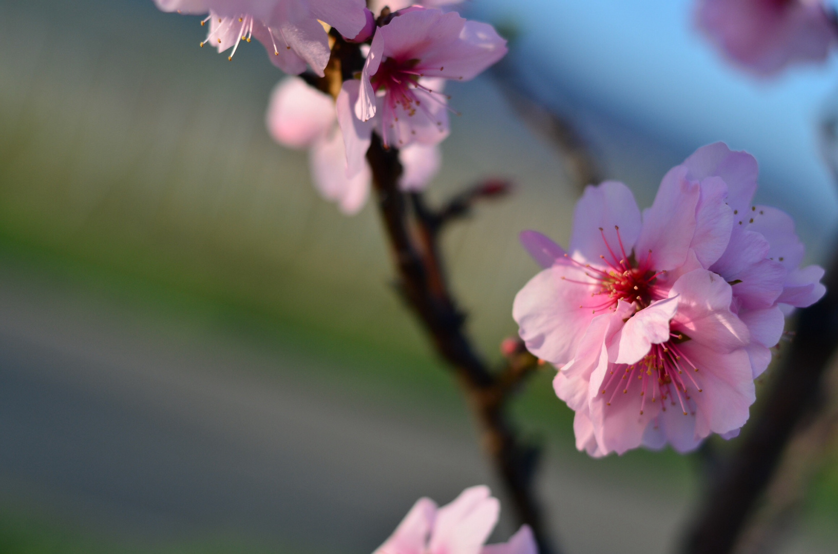 Mandelblüte