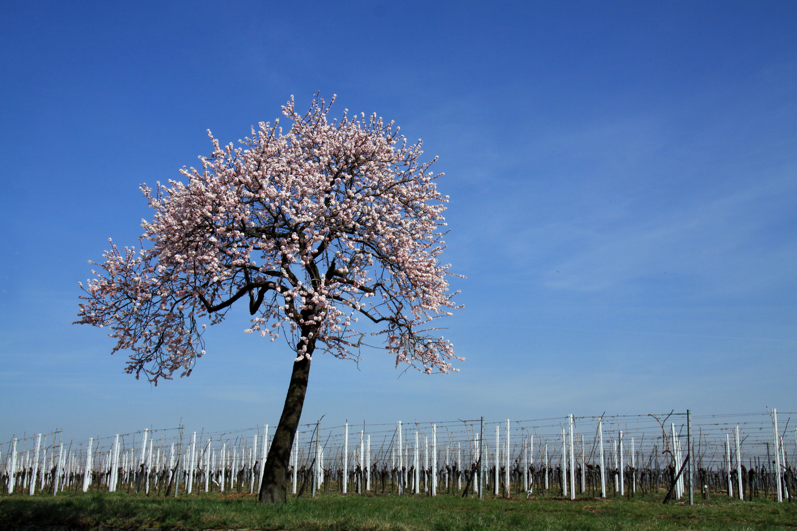 Mandelblüte