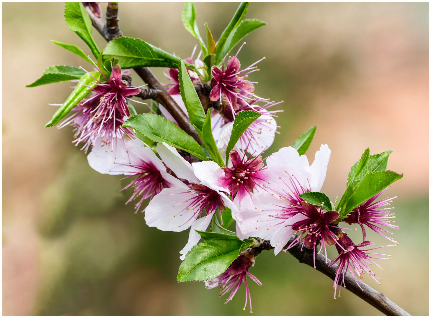 Mandelblüte