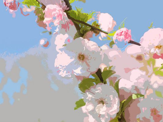 Mandelblüte