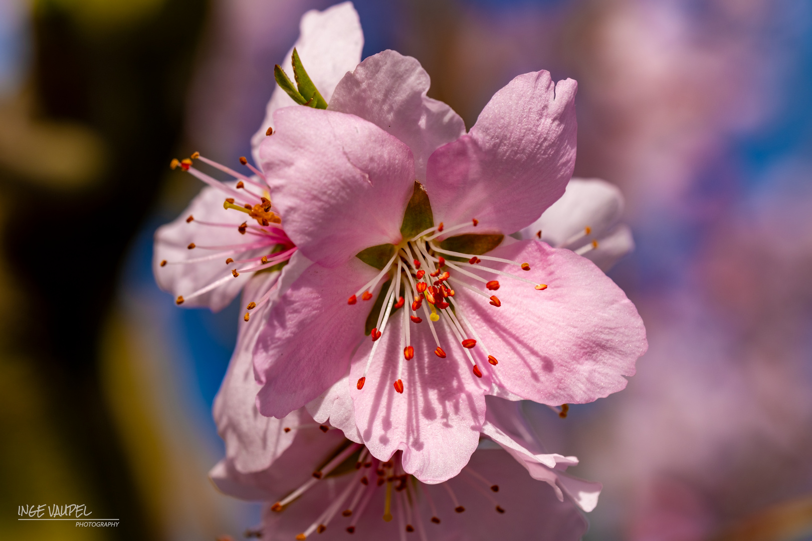 Mandelblüte