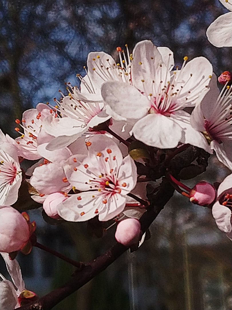 Mandelblüte