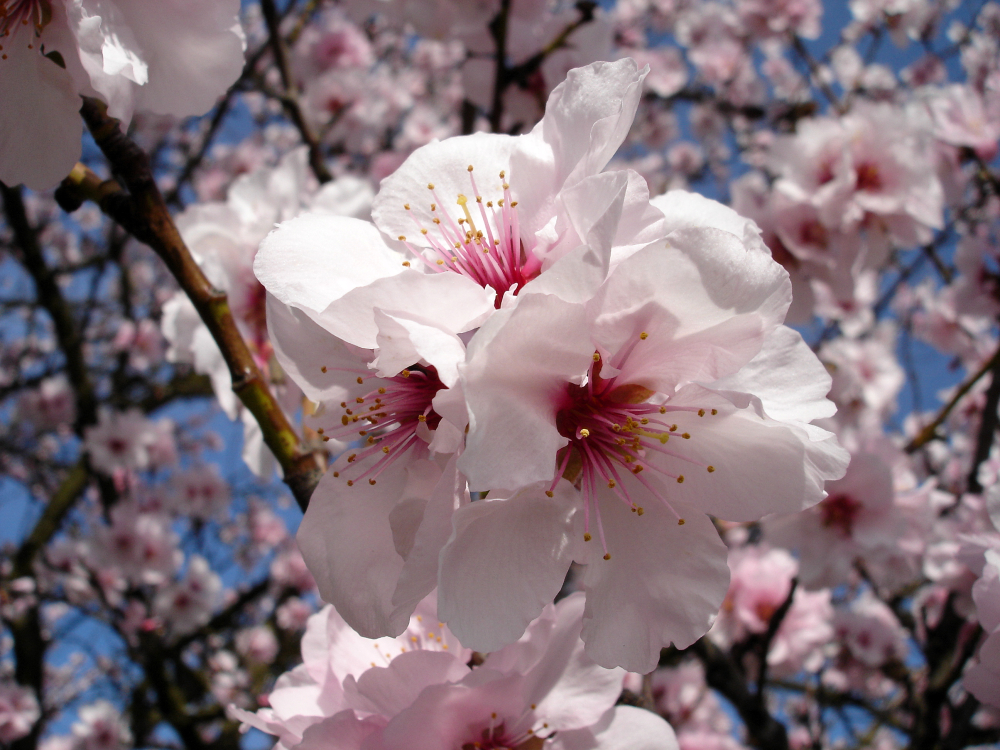 Mandelblüte (1)