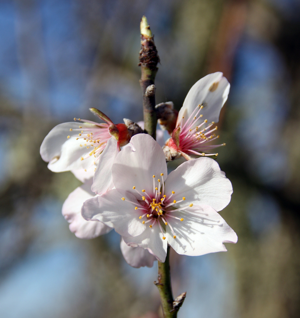 Mandelblüte 1