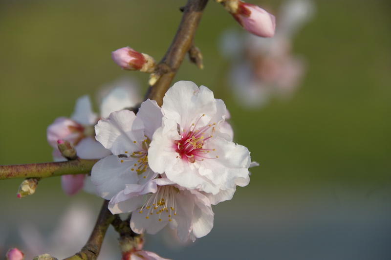 Mandelblüte 14.03.2007