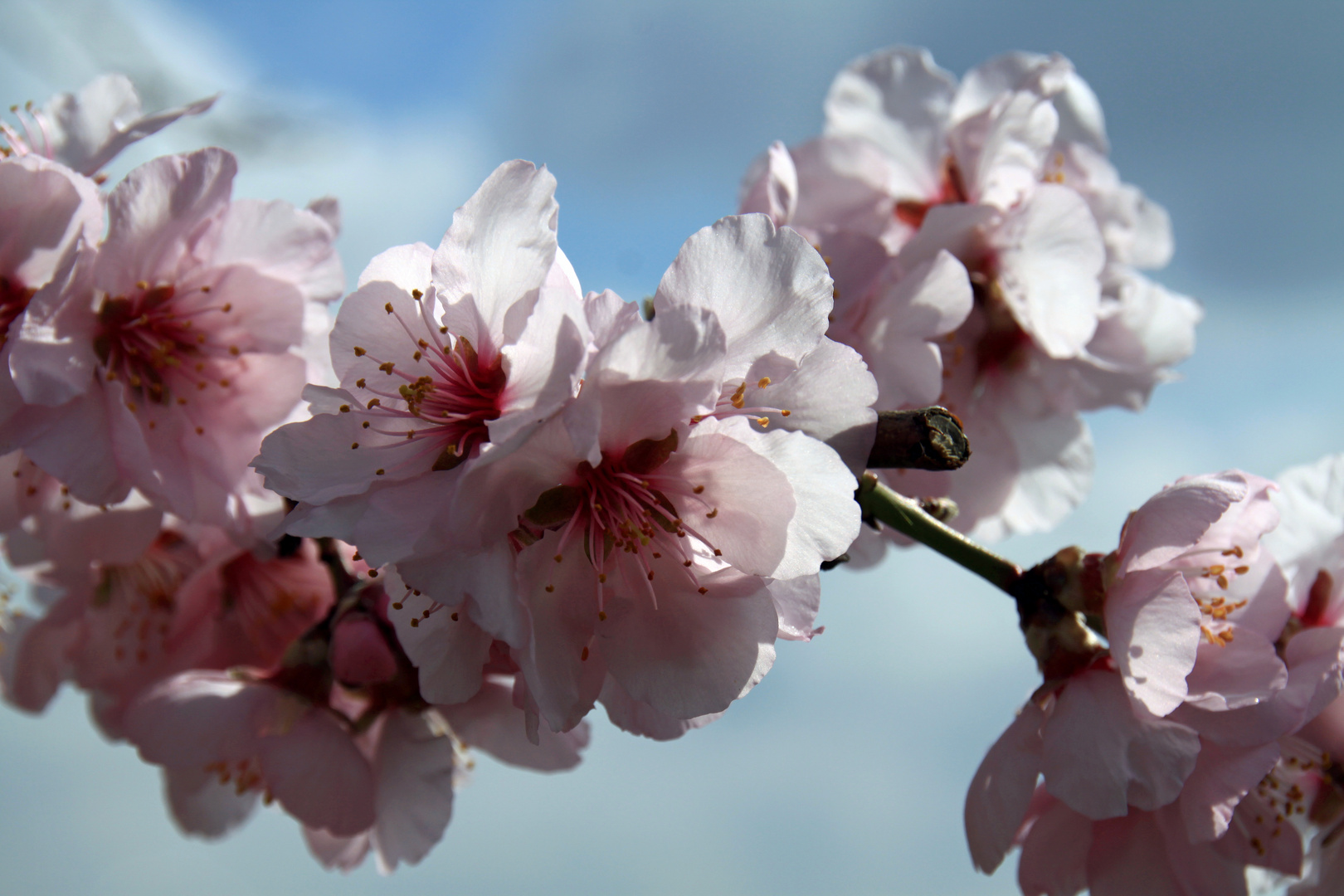 Mandelblüte