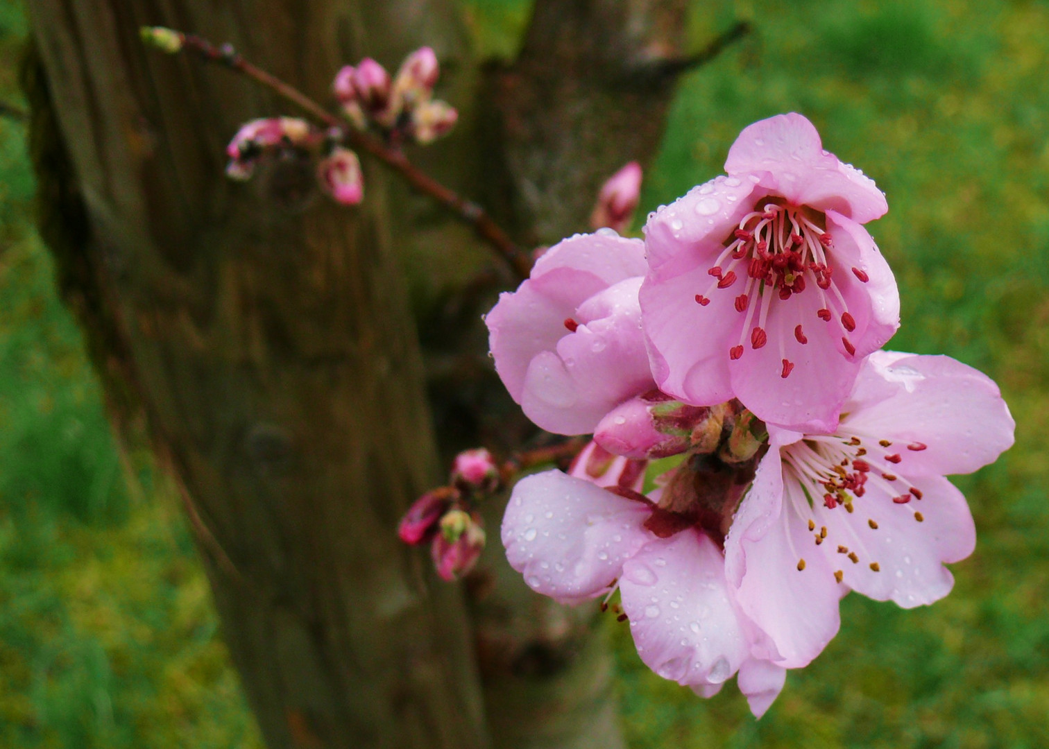 Mandelblüte