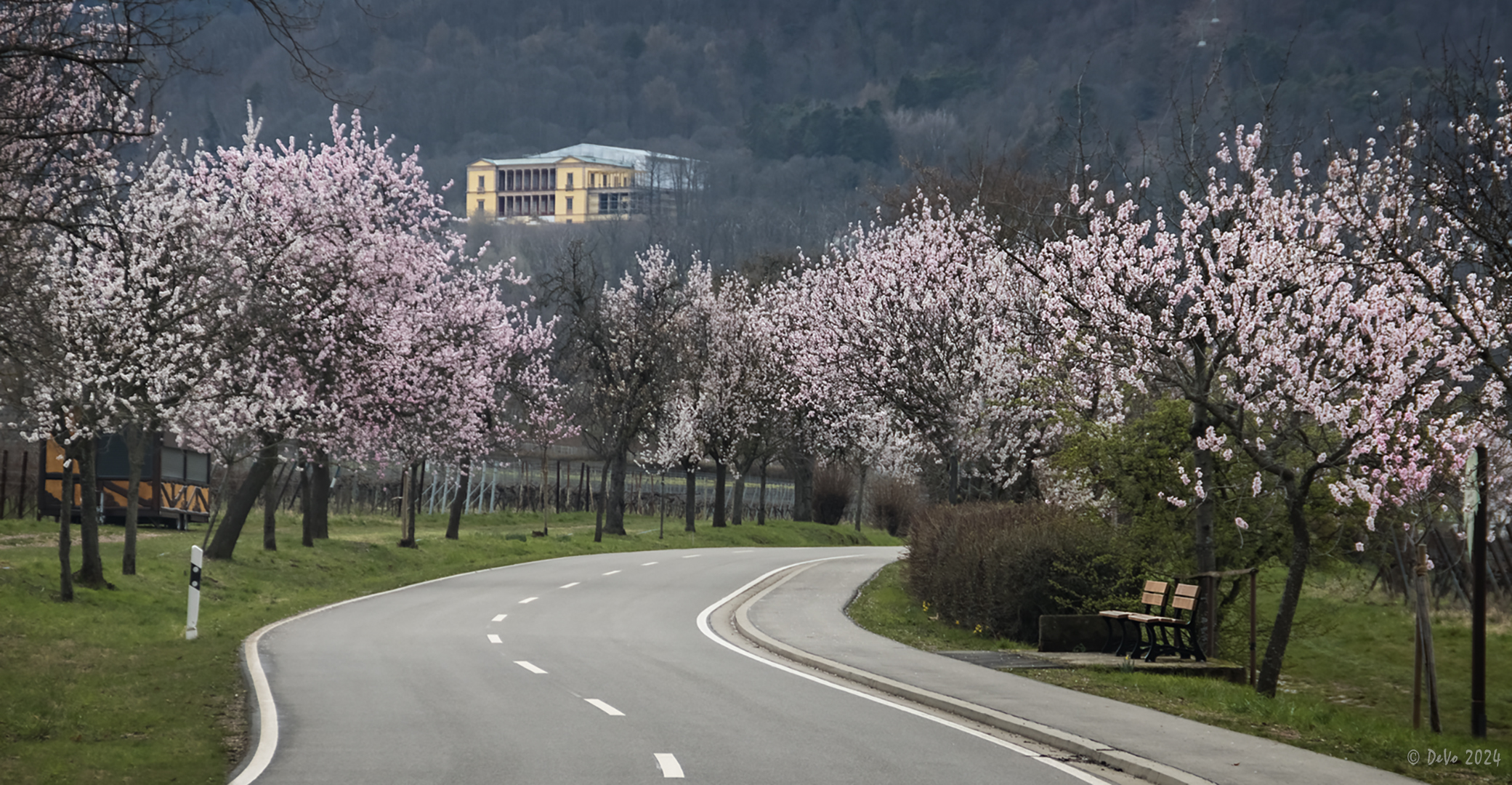 Mandelblüte