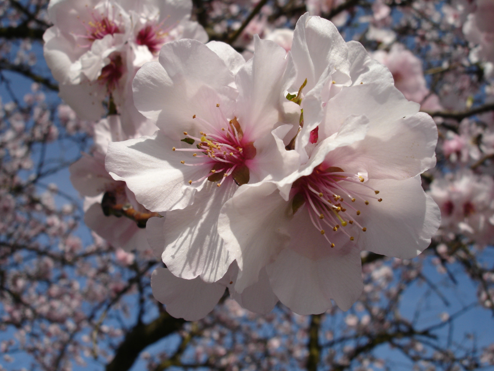 Mandelblüte (2)