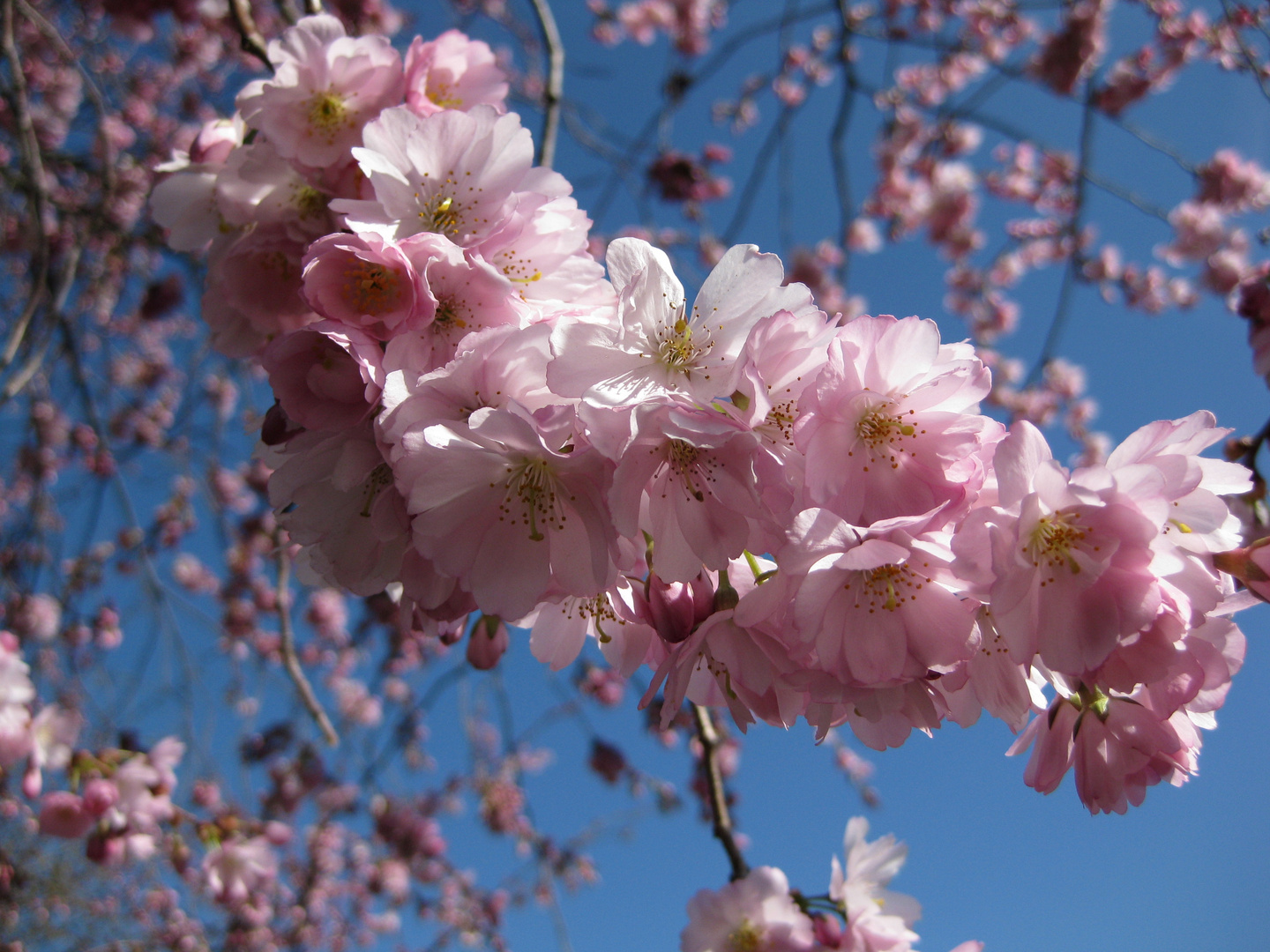 Mandelblüte 2