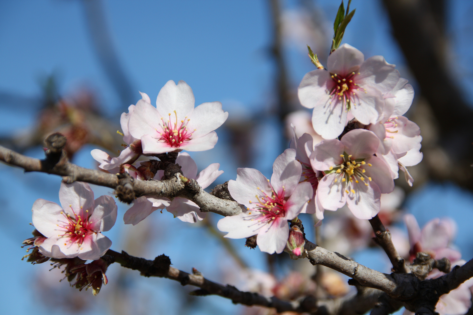 Mandelblüte 2