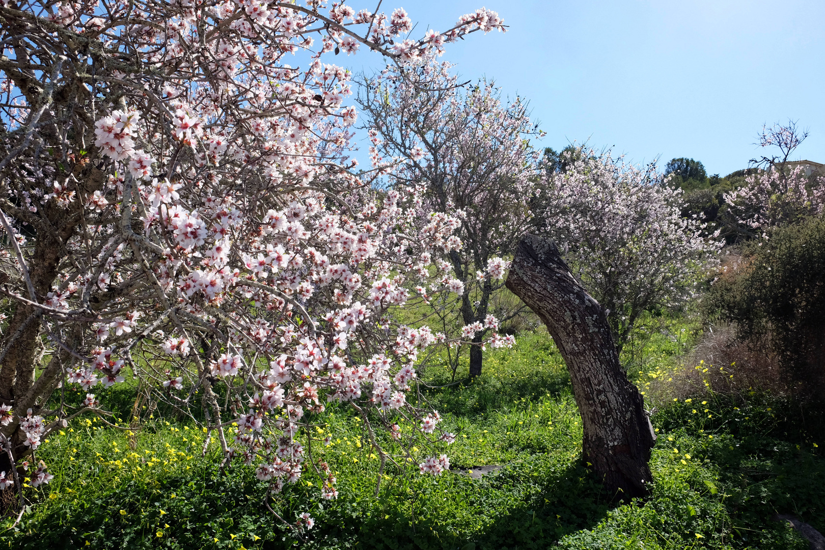 Mandelblüte 2