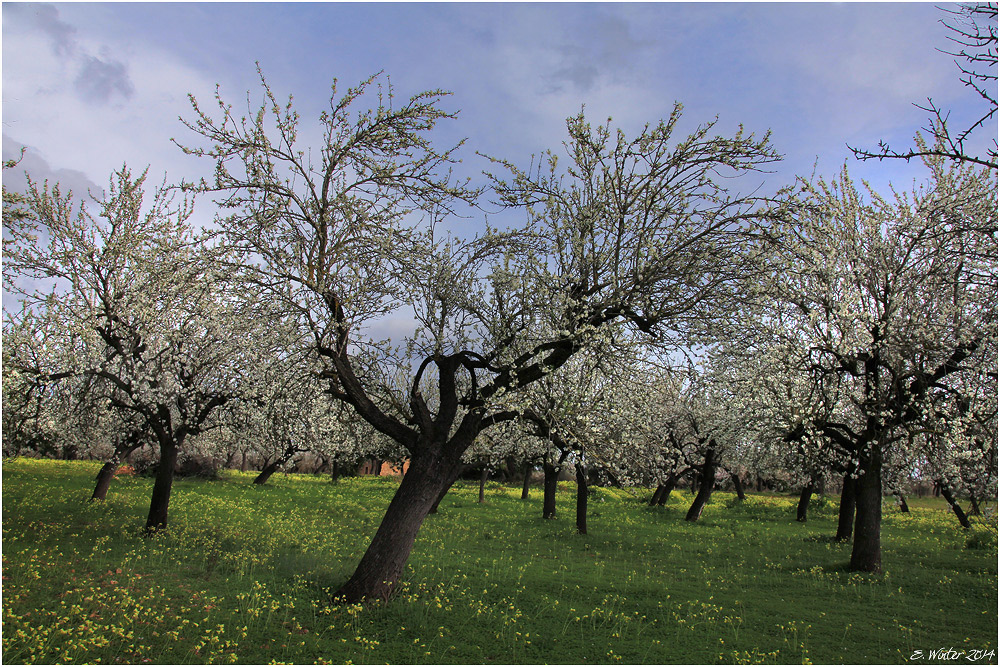 MANDELBLÜTE -2-