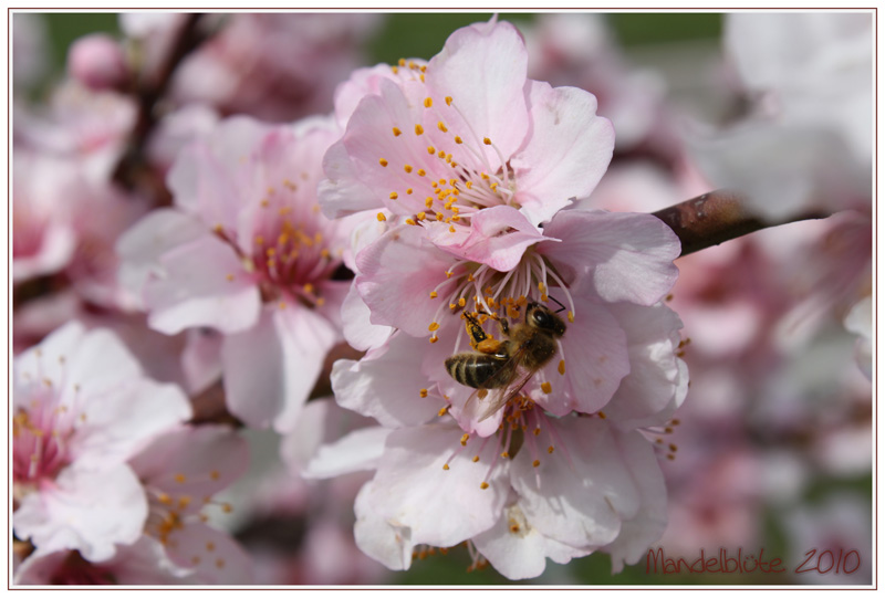 Mandelblüte 2010