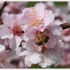 Mandelblüte 2010