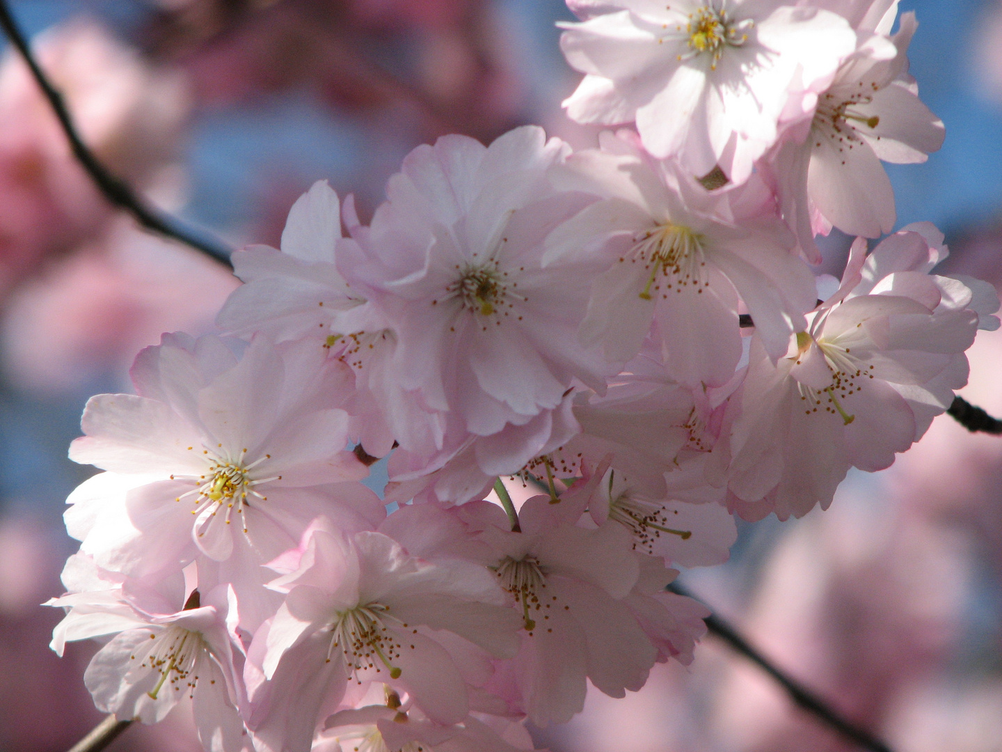 Mandelblüte 2011