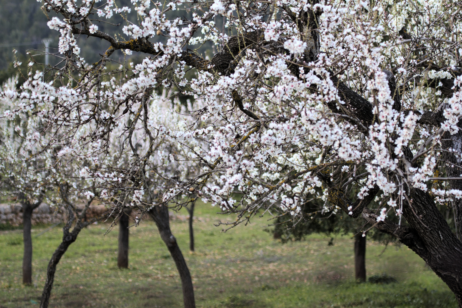 Mandelblüte 2012