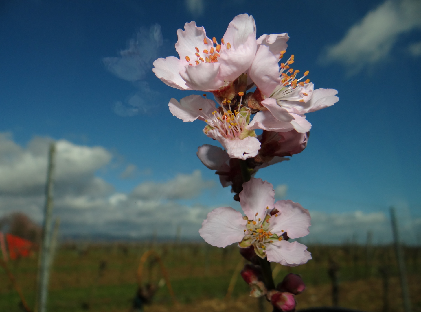 Mandelblüte 2013 a.d. Weinstraße