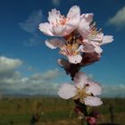 Mandelblüte 2013 a.d. Weinstraße