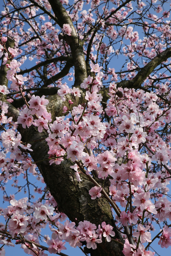 Mandelblüte 2014 - 001 - Edenkoben - Pfalz