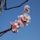 Mandelblüte 2014 - 002 - Edenkoben - Pfalz