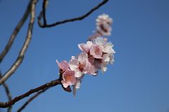 Mandelblüte 2014 - 002 - Edenkoben - Pfalz