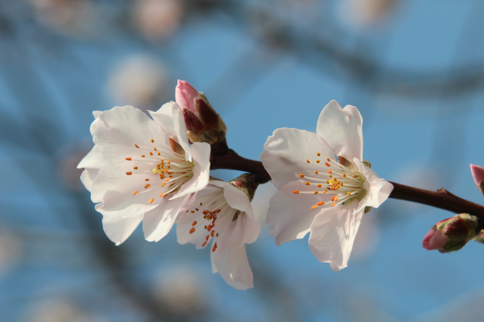 Mandelblüte 2014 - 003 - Edenkoben - Pfalz