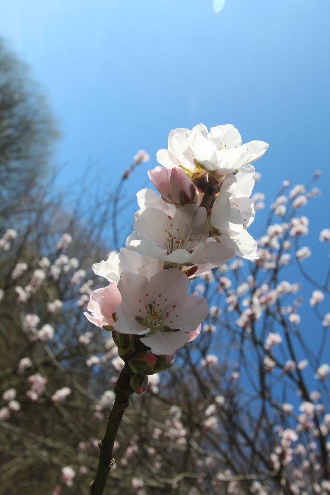 Mandelblüte 2014 - 004 - Edenkoben - Pfalz